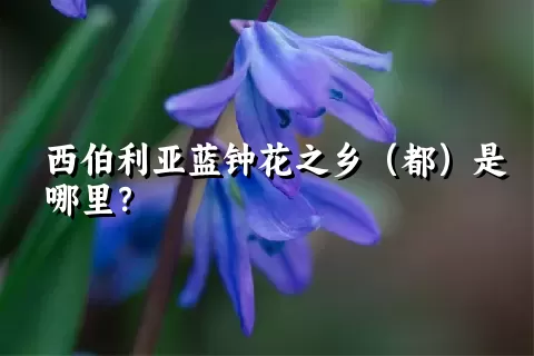 西伯利亚蓝钟花之乡（都）是哪里？