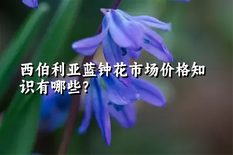 西伯利亚蓝钟花市场价格知识有哪些？