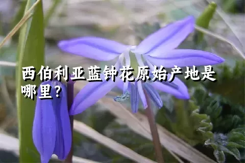 西伯利亚蓝钟花原始产地是哪里？