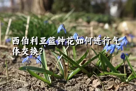 西伯利亚蓝钟花如何进行气体交换？