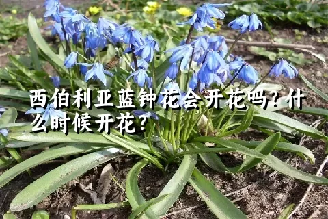西伯利亚蓝钟花会开花吗？什么时候开花？