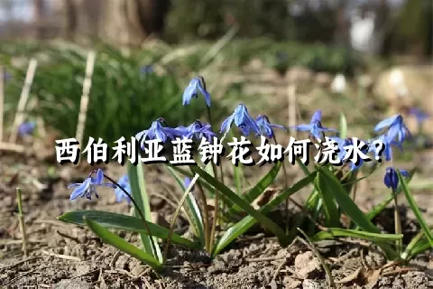 西伯利亚蓝钟花如何浇水？