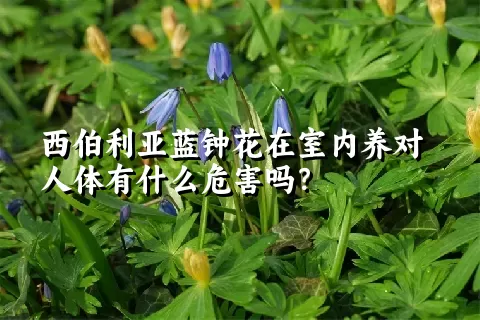 西伯利亚蓝钟花在室内养对人体有什么危害吗？