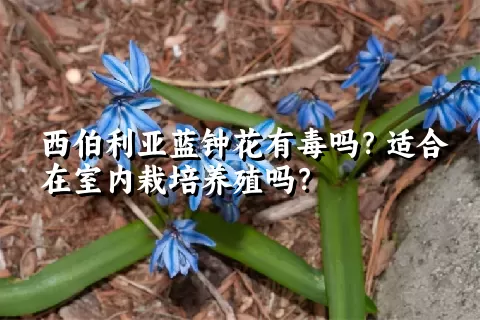西伯利亚蓝钟花有毒吗？适合在室内栽培养殖吗？