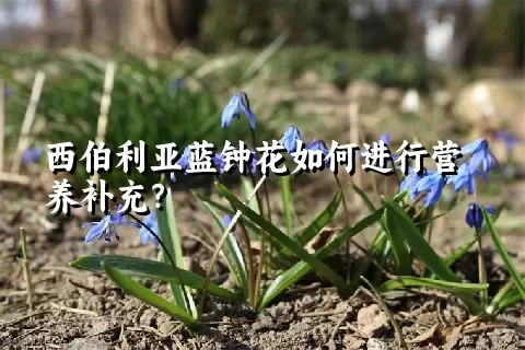 西伯利亚蓝钟花如何进行营养补充？