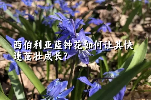 西伯利亚蓝钟花如何让其快速茁壮成长？