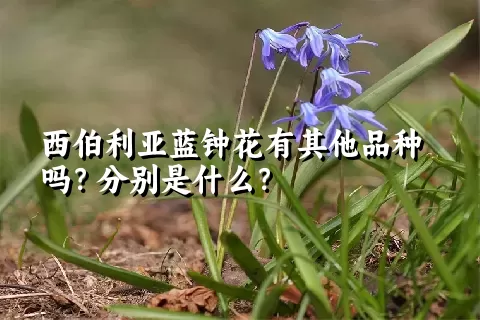 西伯利亚蓝钟花有其他品种吗？分别是什么？