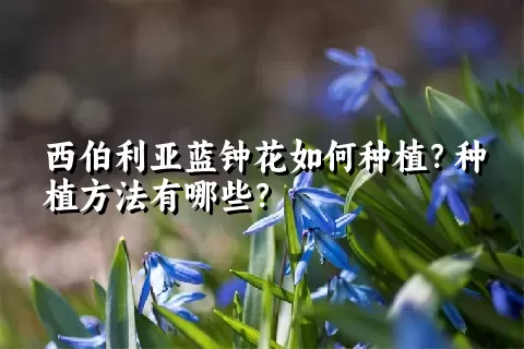 西伯利亚蓝钟花如何种植？种植方法有哪些？