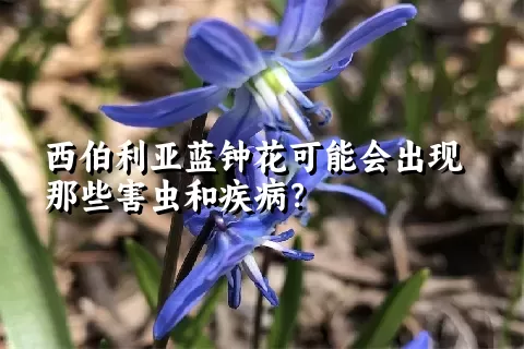 西伯利亚蓝钟花可能会出现那些害虫和疾病？
