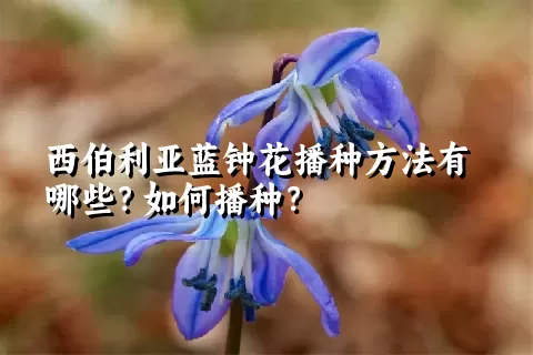 西伯利亚蓝钟花播种方法有哪些？如何播种？