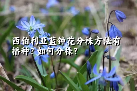 西伯利亚蓝钟花分株方法有播种？如何分株？