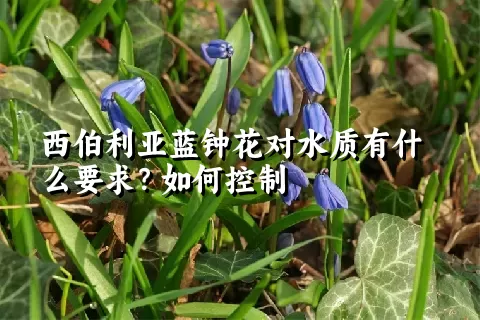 西伯利亚蓝钟花对水质有什么要求？如何控制