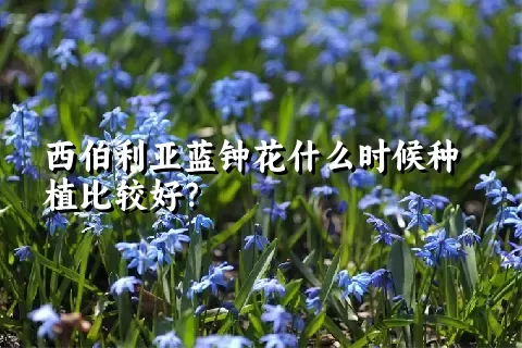 西伯利亚蓝钟花什么时候种植比较好？