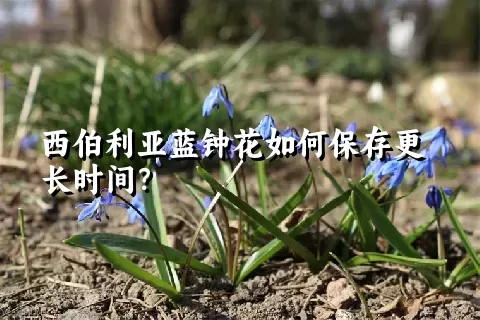 西伯利亚蓝钟花如何保存更长时间？