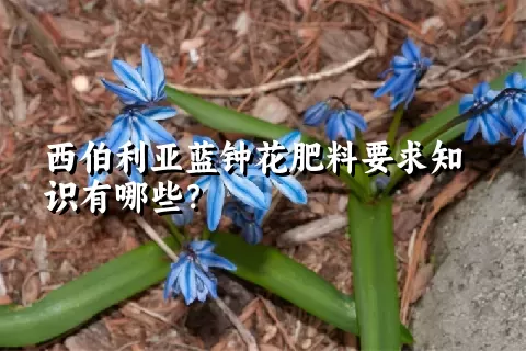 西伯利亚蓝钟花肥料要求知识有哪些？