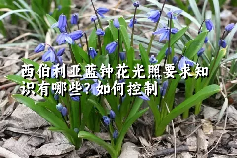 西伯利亚蓝钟花光照要求知识有哪些？如何控制