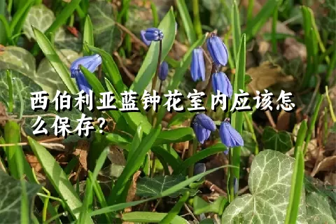 西伯利亚蓝钟花室内应该怎么保存？