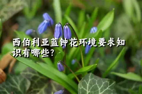 西伯利亚蓝钟花环境要求知识有哪些？
