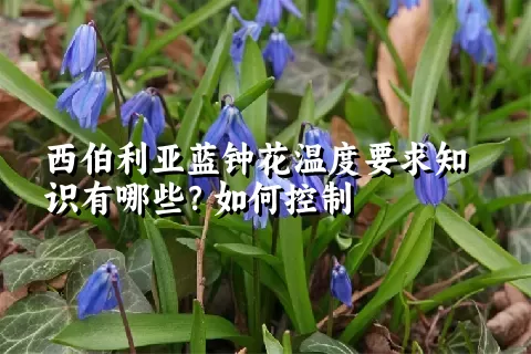 西伯利亚蓝钟花温度要求知识有哪些？如何控制