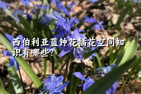 西伯利亚蓝钟花插花空间知识有哪些？