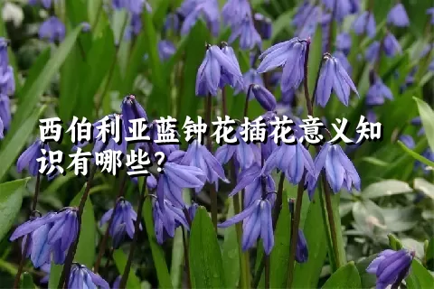 西伯利亚蓝钟花插花意义知识有哪些？