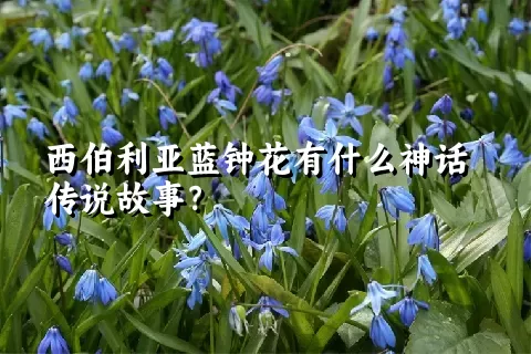 西伯利亚蓝钟花有什么神话传说故事？