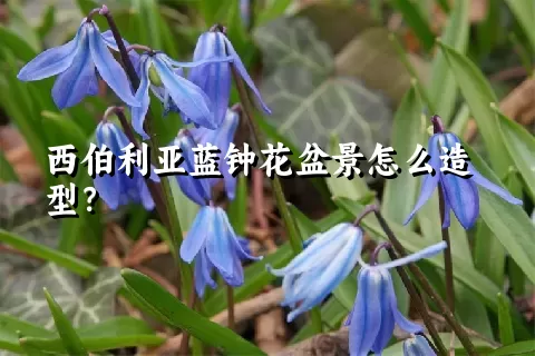 西伯利亚蓝钟花盆景怎么造型？