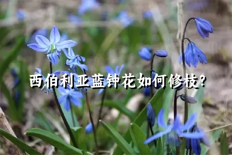 西伯利亚蓝钟花如何修枝？