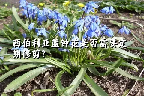 西伯利亚蓝钟花是否需要定期修剪？