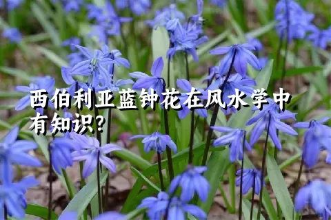 西伯利亚蓝钟花在风水学中有知识？