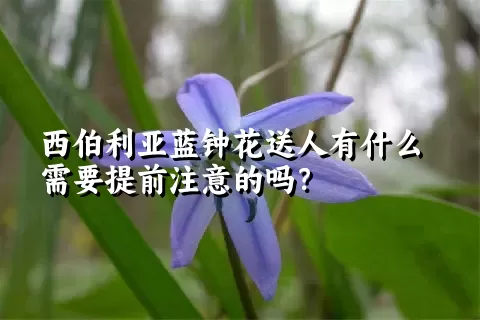 西伯利亚蓝钟花送人有什么需要提前注意的吗？