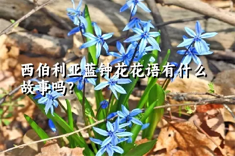 西伯利亚蓝钟花花语有什么故事吗？