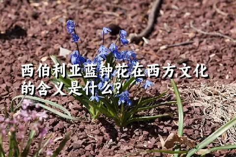 西伯利亚蓝钟花在西方文化的含义是什么？