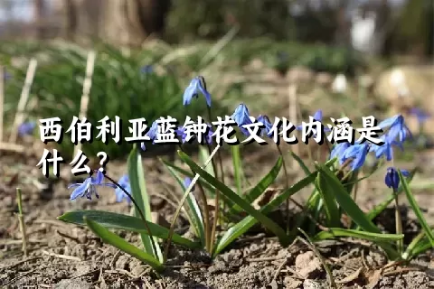 西伯利亚蓝钟花文化内涵是什么？