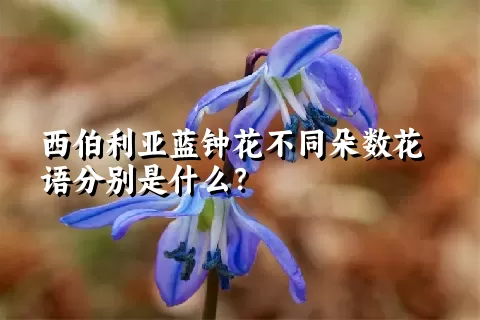 西伯利亚蓝钟花不同朵数花语分别是什么？