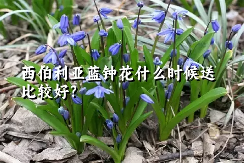 西伯利亚蓝钟花什么时候送比较好？