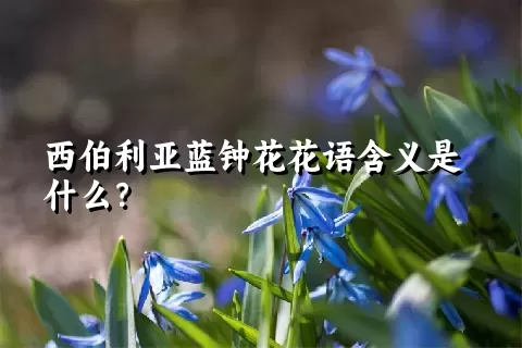 西伯利亚蓝钟花花语含义是什么？