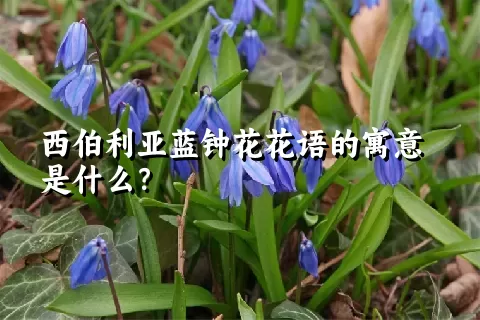西伯利亚蓝钟花花语的寓意是什么？