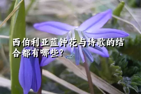 西伯利亚蓝钟花与诗歌的结合都有哪些？