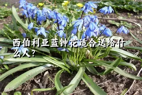 西伯利亚蓝钟花适合送给什么人？
