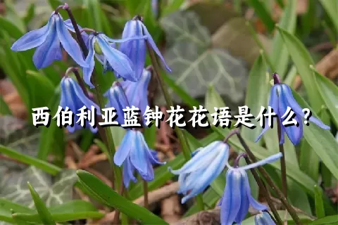 西伯利亚蓝钟花花语是什么？