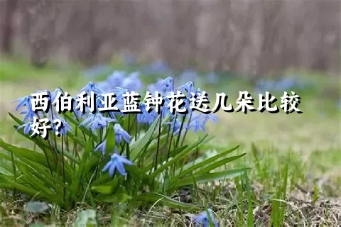 西伯利亚蓝钟花送几朵比较好？