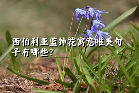 西伯利亚蓝钟花寓意唯美句子有哪些？