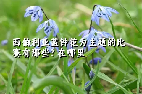 西伯利亚蓝钟花为主题的比赛有那些？在哪里