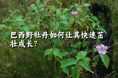 巴西野牡丹如何让其快速茁壮成长？