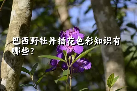 巴西野牡丹插花色彩知识有哪些？