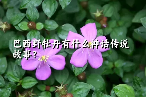 巴西野牡丹有什么神话传说故事？