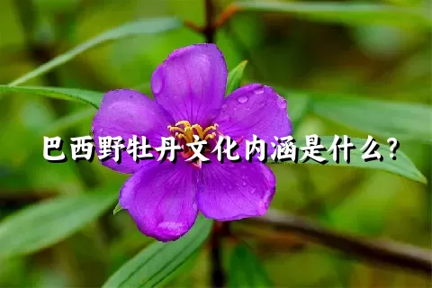 巴西野牡丹文化内涵是什么？