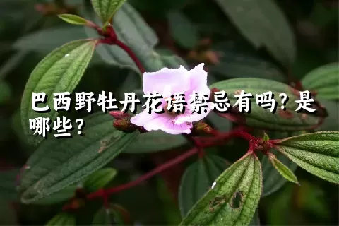 巴西野牡丹花语禁忌有吗？是哪些？