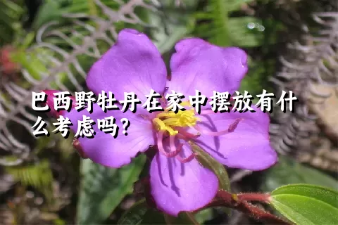 巴西野牡丹在家中摆放有什么考虑吗？